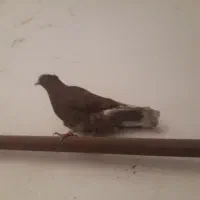 کبوتر پرشی رنگ سرخ