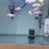 اکواریوم|ماهی|کاشان, فاز ۲ ناجی آباد|دیوار