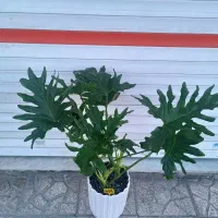 گل برگ انجیری فر