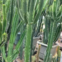 کاکتوس بزرگ|گل و گیاه طبیعی|تهران, شهرک چیتگر|دیوار