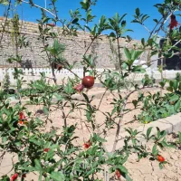 باغچه ۵۰۰ متری اطراف شهرری،کمربندی دوم تهران،تهاتر