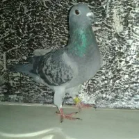 کفتر نر پلاکی قلدور