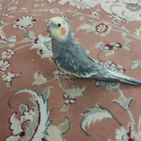 عروس سخنگو|پرنده|یزد, |دیوار