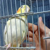 عروس هلندی|پرنده|زاهدان, |دیوار