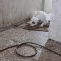 پیتبول|سگ|اسلام‌شهر, شهرک توحید|دیوار