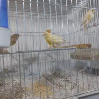 پرنده سرای کاسکو|پرنده|خوی, |دیوار