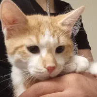 گربه ۵ ماهه|گربه|سنقر, |دیوار