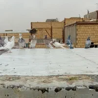 کبوتر فروشی|پرنده|رباط‌کریم, شترخوار|دیوار