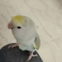 طوطی برزیلی گمشده محدوده امامت