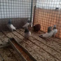 طوقی .سینه سبز .|پرنده|آباده, |دیوار