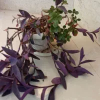 گل آپارتمانی|گل و گیاه طبیعی|اصفهان, رکن الدوله شرقی|دیوار