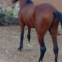 اسب اصیل|اسب و تجهیزات اسبسواری|شوشتر, |دیوار