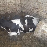 دو عدد گاو شیری ابستن