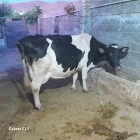 گاو هلشتین