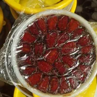 خرمای کبکاب و خرمای ربی