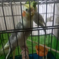 عروس هلندی|پرنده|رشت, پاره بیجار|دیوار