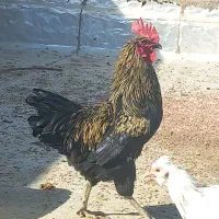 خروس رسمی. ورجان|حیوانات مزرعه|قم, پردیسان|دیوار