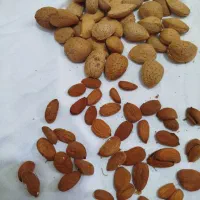 بادام .کشمش. آلو بخارا|خوردنی و آشامیدنی|شاهرود, |دیوار