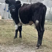 لیشه هلشتاین ۱۰ ماهه|حیوانات مزرعه|گوراب زرمیخ, |دیوار