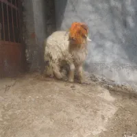 بره قوچی|حیوانات مزرعه|کوهرنگ, |دیوار