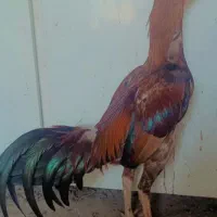 خروس لاری اصیل|حیوانات مزرعه|چناران, |دیوار
