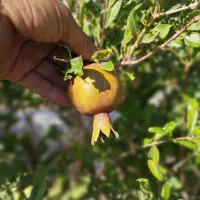 باغ-500متری