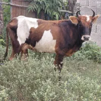 گاو گوساله نر