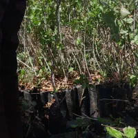 یکساله دوساله دوماهه نهال پسته