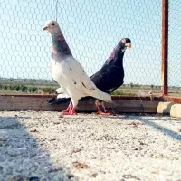 ۴ تا کبوتر|پرنده|گرگان, |دیوار