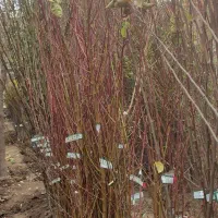 فروش نهال شناسنامه دار