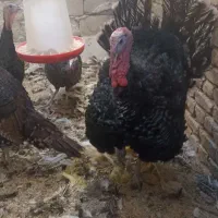 بوقلمون محلی نزدیک به تخم4تاهستند|حیوانات مزرعه|سراوان, |دیوار