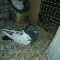 یه جفت سینه سیاه درجه یک بدون دم پوز|پرنده|داراب, |دیوار