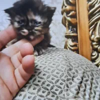 گربه پرشین|گربه|تبریز, |دیوار