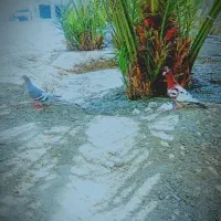 هرمزگان بخش مهران پدل و لمزان روستای هیرو|پرنده|بستک, |دیوار