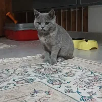 اسکاتیش فولد ۳ ماهه ماده