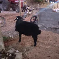 بره ماده هترو|حیوانات مزرعه|هرسین, |دیوار