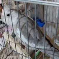 باسلام خدمت دوستان عزیز|پرنده|میناب, |دیوار