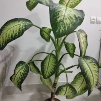 گل طبیعی سانسوریا ،یوگا،دیفن،|گل و گیاه طبیعی|دهلران, |دیوار