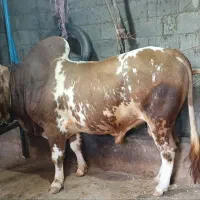 ورزا  یا گاو نر