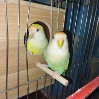 طوطی برزیلی