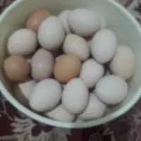 تخم مرغ محلی