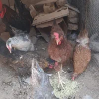 ۵عدد مرغ تخم گذار ویک عدد خروس بزرگ|حیوانات مزرعه|زرند, |دیوار