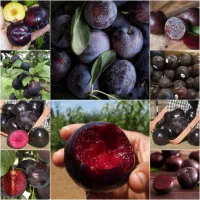 فروش انواع نهال آلو و زردآلو و....