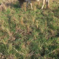 گاو‌‌محلی|حیوانات مزرعه|سیاهکل, |دیوار