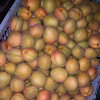 زردآلو تبرزه تازه