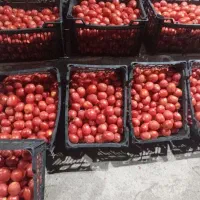گورجه ربی