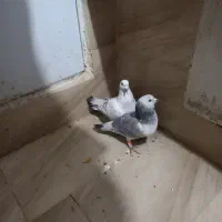 کبوتر|پرنده|زاهدان, |دیوار