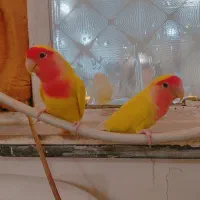 طوطی برزیلی|پرنده|اهواز, کوی صادقیه|دیوار