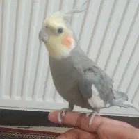 یک جفت عروس هلندی سخنگو به فروش می رسد|پرنده|زرقان, |دیوار