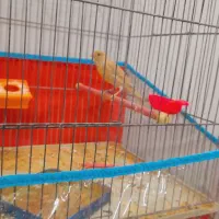 ۲ عددقناری نر مست آماده حلقه پا ۱۳۰۰